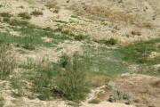 salt cedar, tamarisk (Tamarix parviflora) 